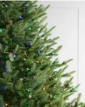 BH Balsam Fir Wide BH Balsam Fir Wide