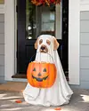 Outdoor Life Size Ghost Dog Candy Bowl by Balsam Hill SSC 10