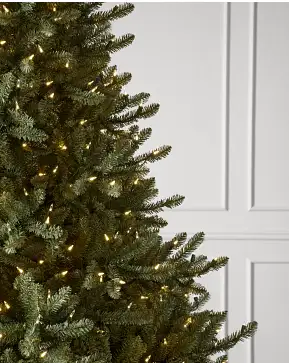 Classic Blue Spruce Classic Blue Spruce