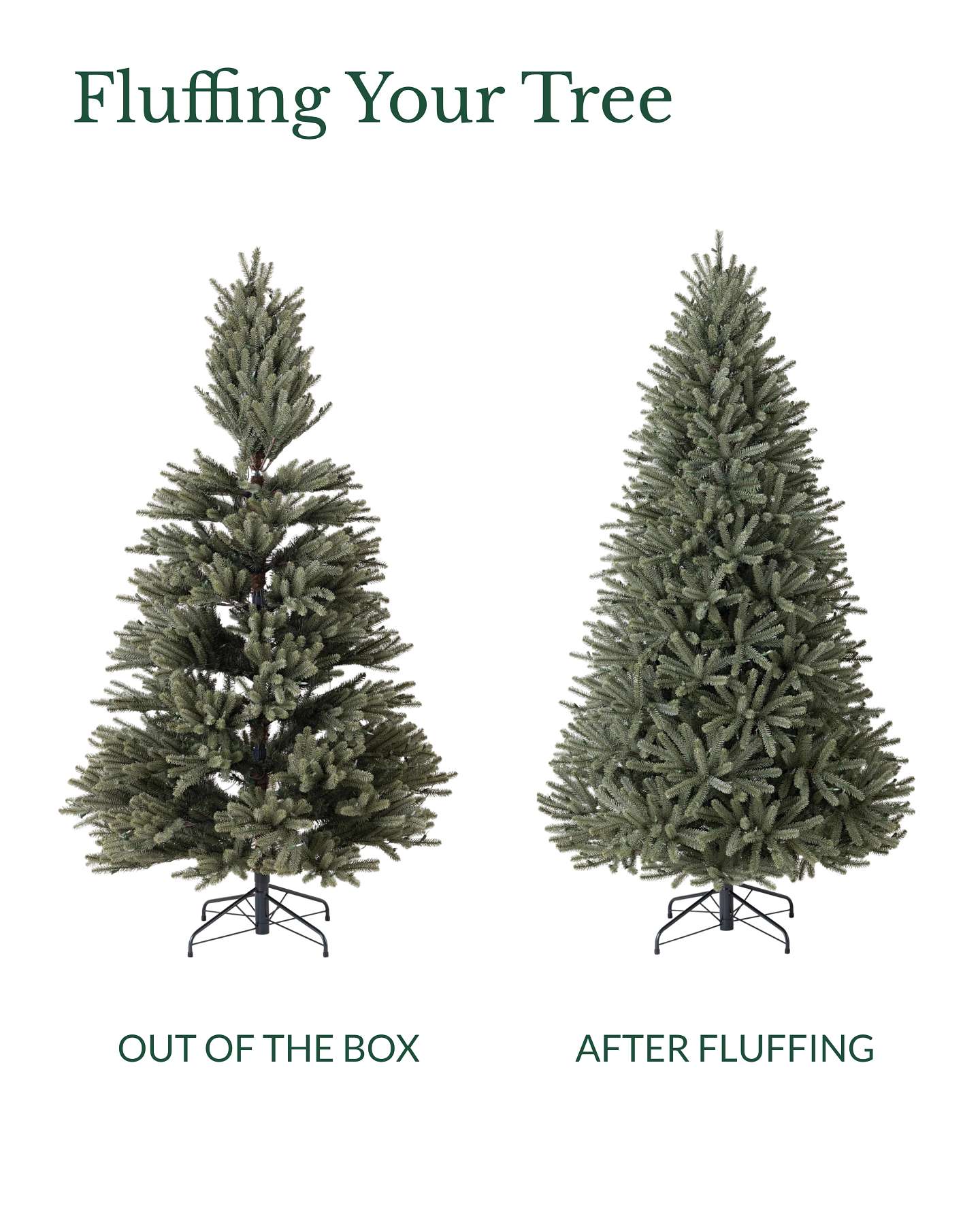 4' Royal Blue Spruce