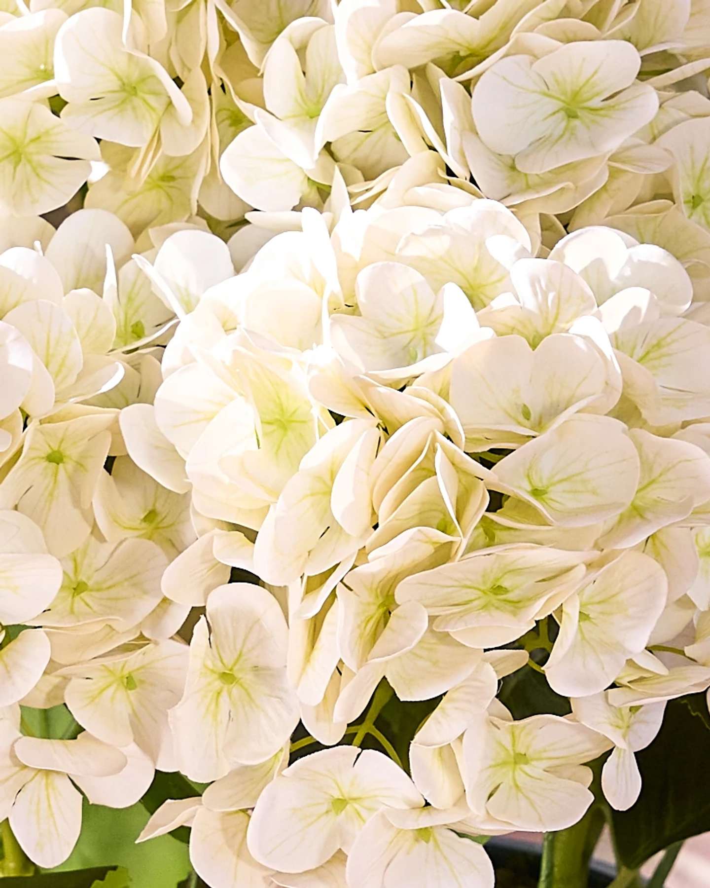Balsam Hill Outdoor Hydrangea Artificial Spring Foliage Ivory Closeup