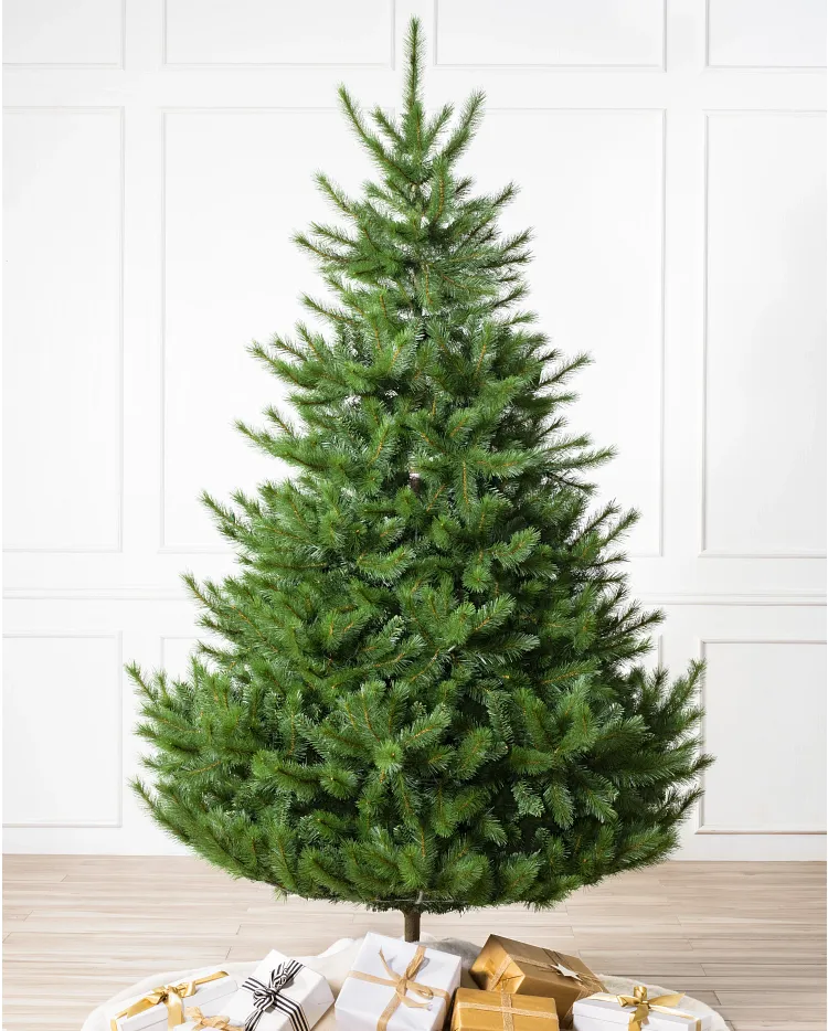 Nordmann christmas tree deals
