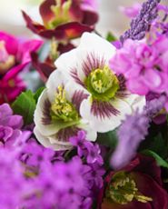 Closeup of artificial purple hellebore flowers