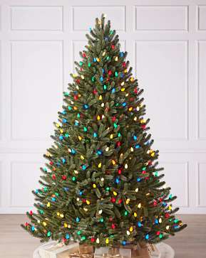 Vermont White Spruce Vermont White Spruce