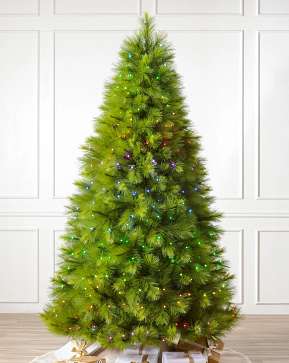 Monterey Pine Monterey Pine