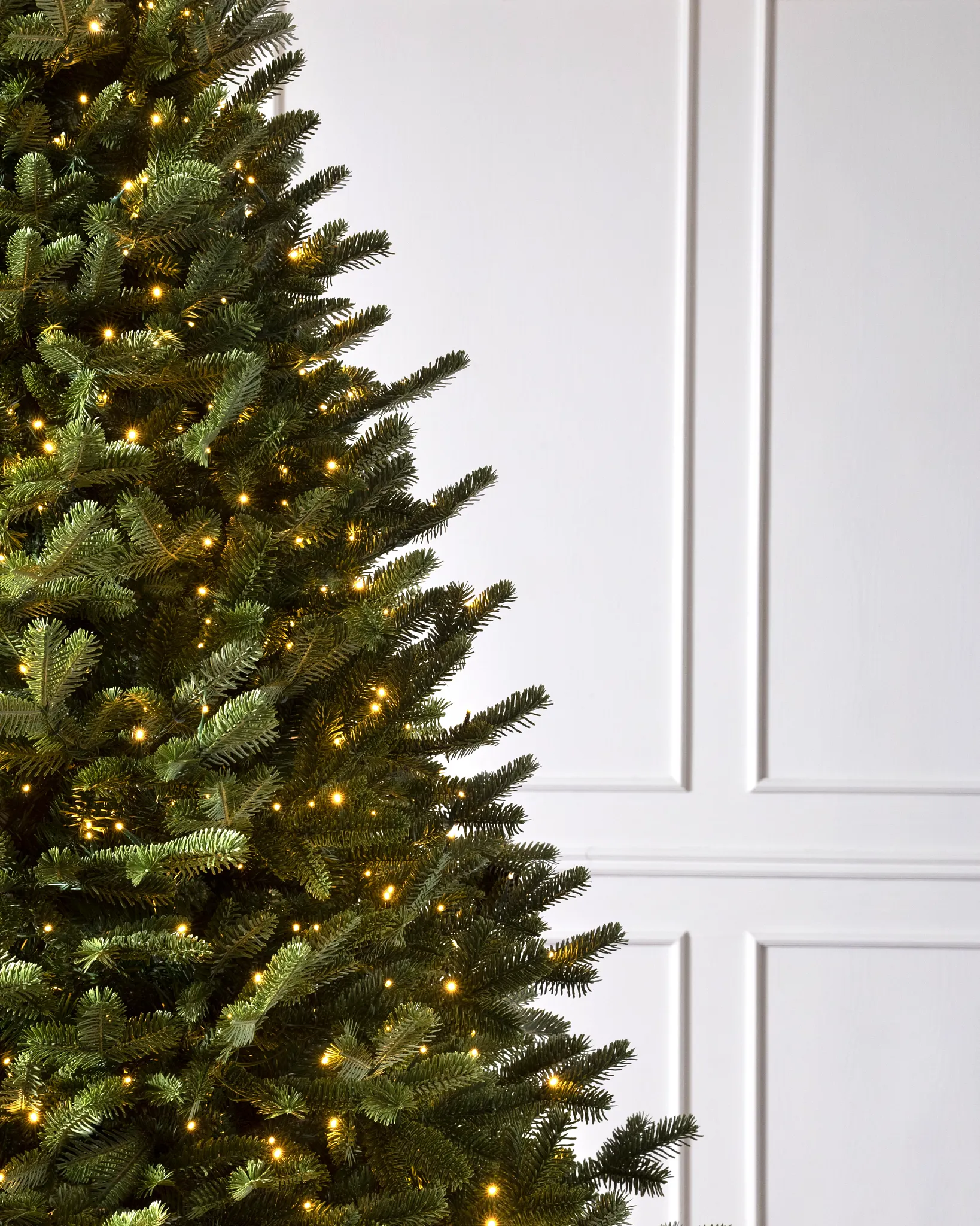 BH Fraser Fir