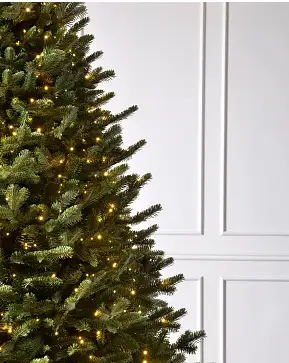 BH Fraser Fir BH Fraser Fir