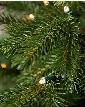 Country Farm Fir Country Farm Fir