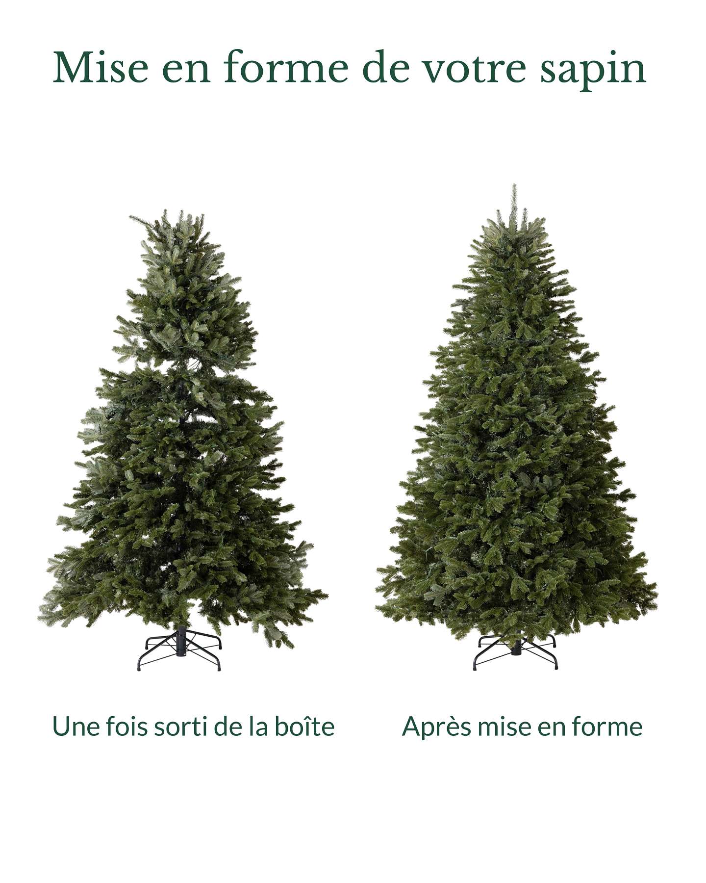 Sapin Fraser