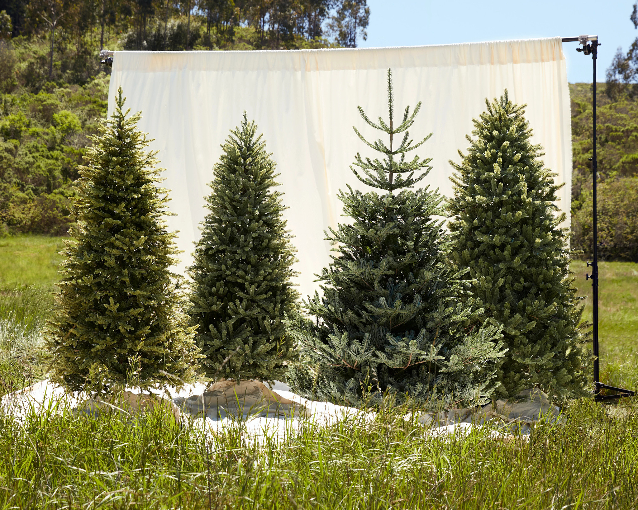 Balsam Hill recycled and plant-based Christmas trees