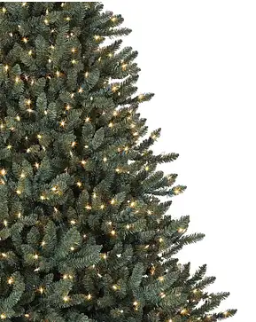 Classic Blue Spruce Classic Blue Spruce