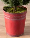 Potted Garden Spruce by Balsam Hill Stand