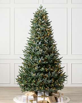 European Silver Fir European Silver Fir