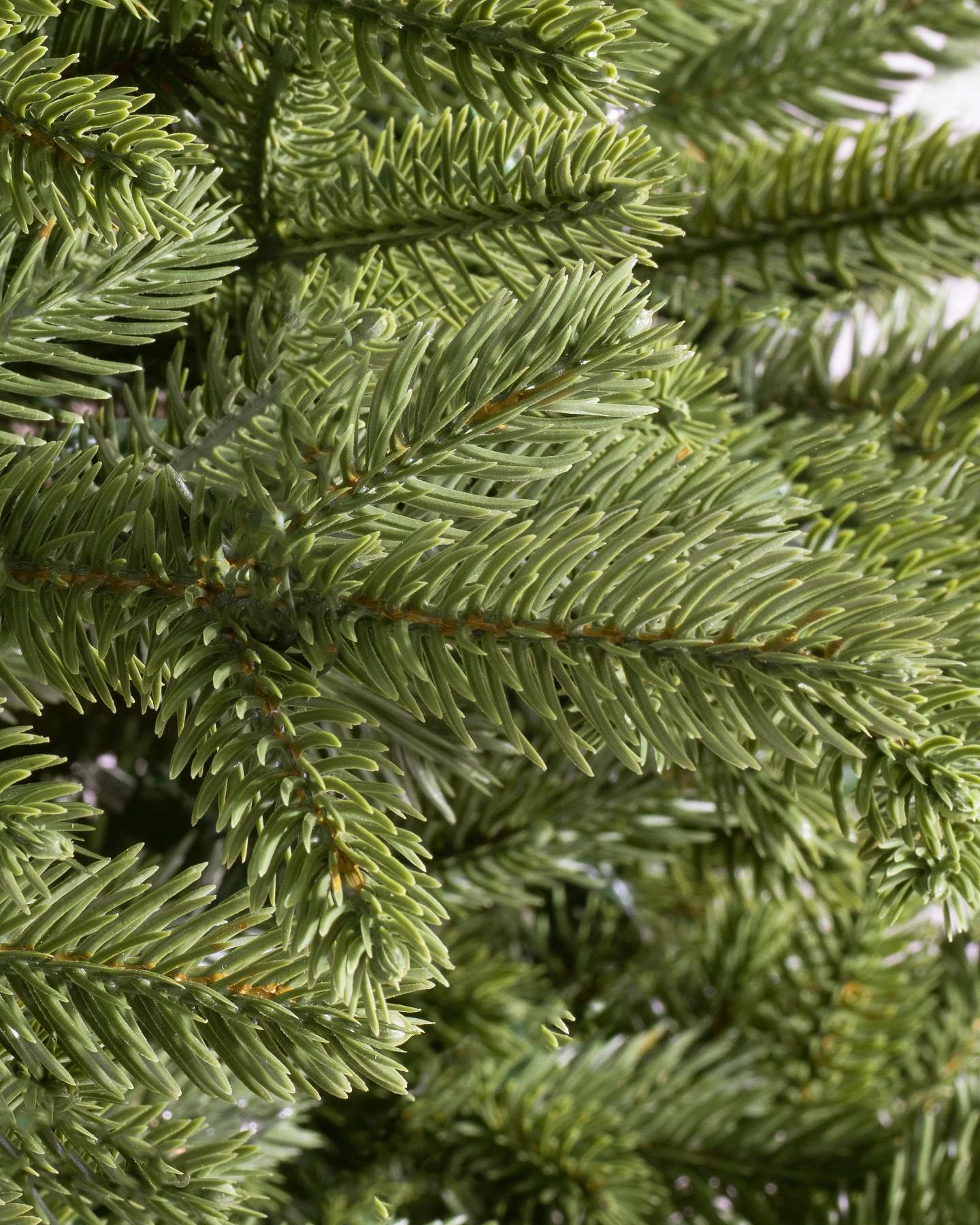 BH Norway Spruce by Balsam Hill Detail