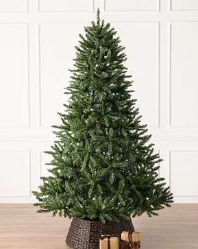 Classic Evergreen Spruce Classic Evergreen Spruce