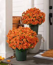 Artificial potted arrangement with orange mums