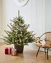Potted Baby Sanibel Spruce by Balsam Hill Lifestyle 10