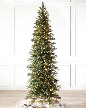 Cathedral Fir Cathedral Fir