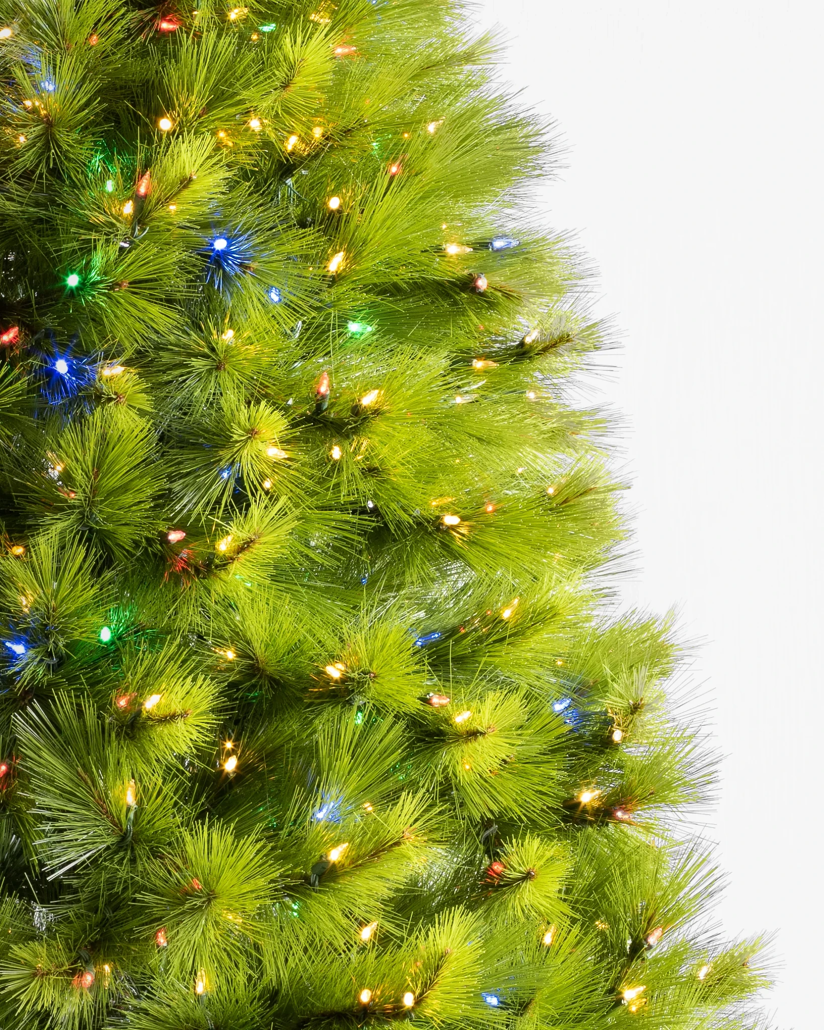Monterey Pine
