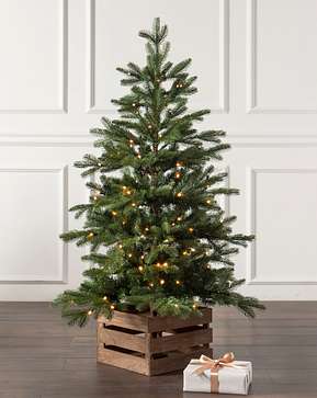 Country Farm Fir Country Farm Fir