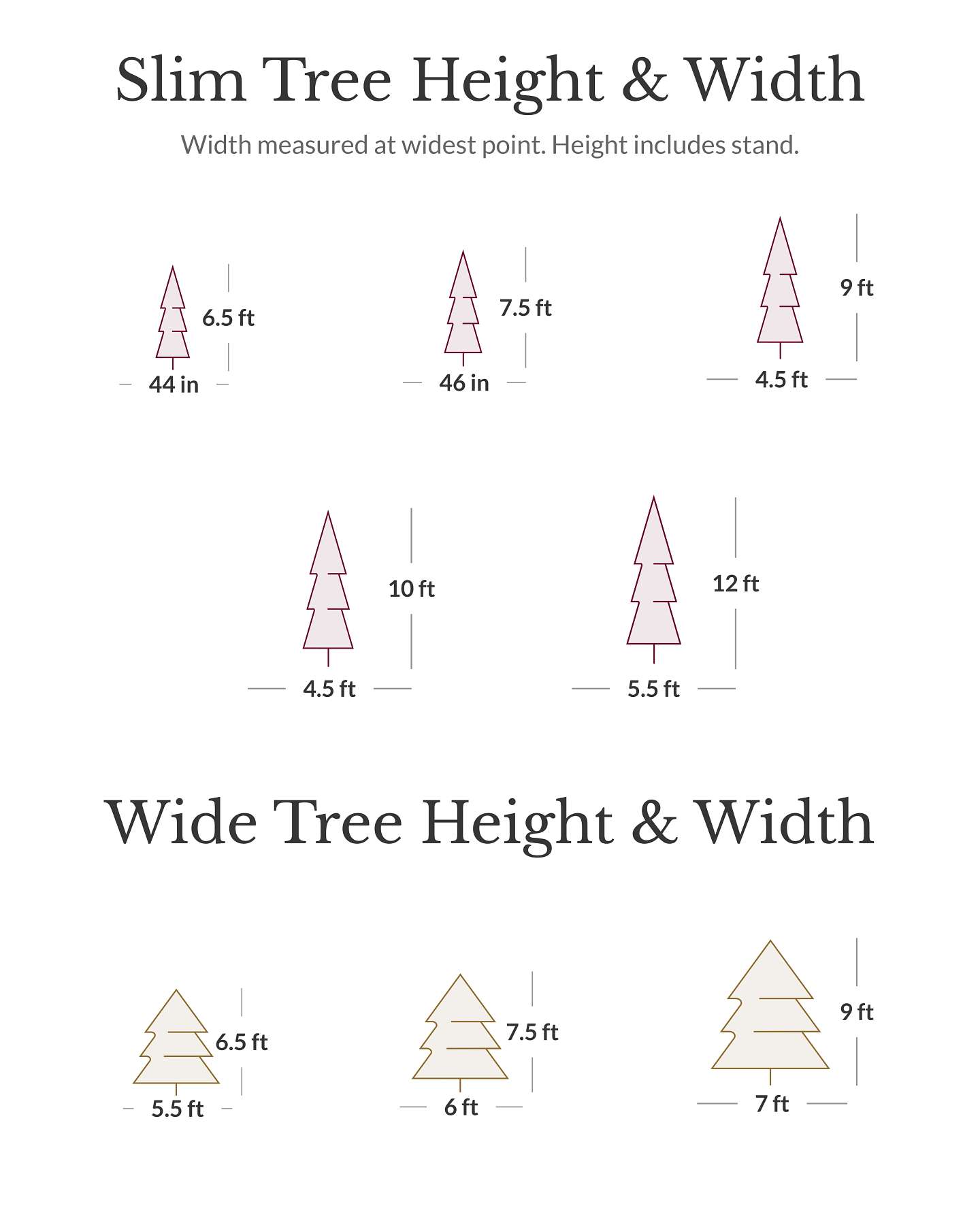 BH Fraser Fir Narrow