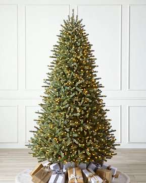 Royal Blue Spruce Royal Blue Spruce