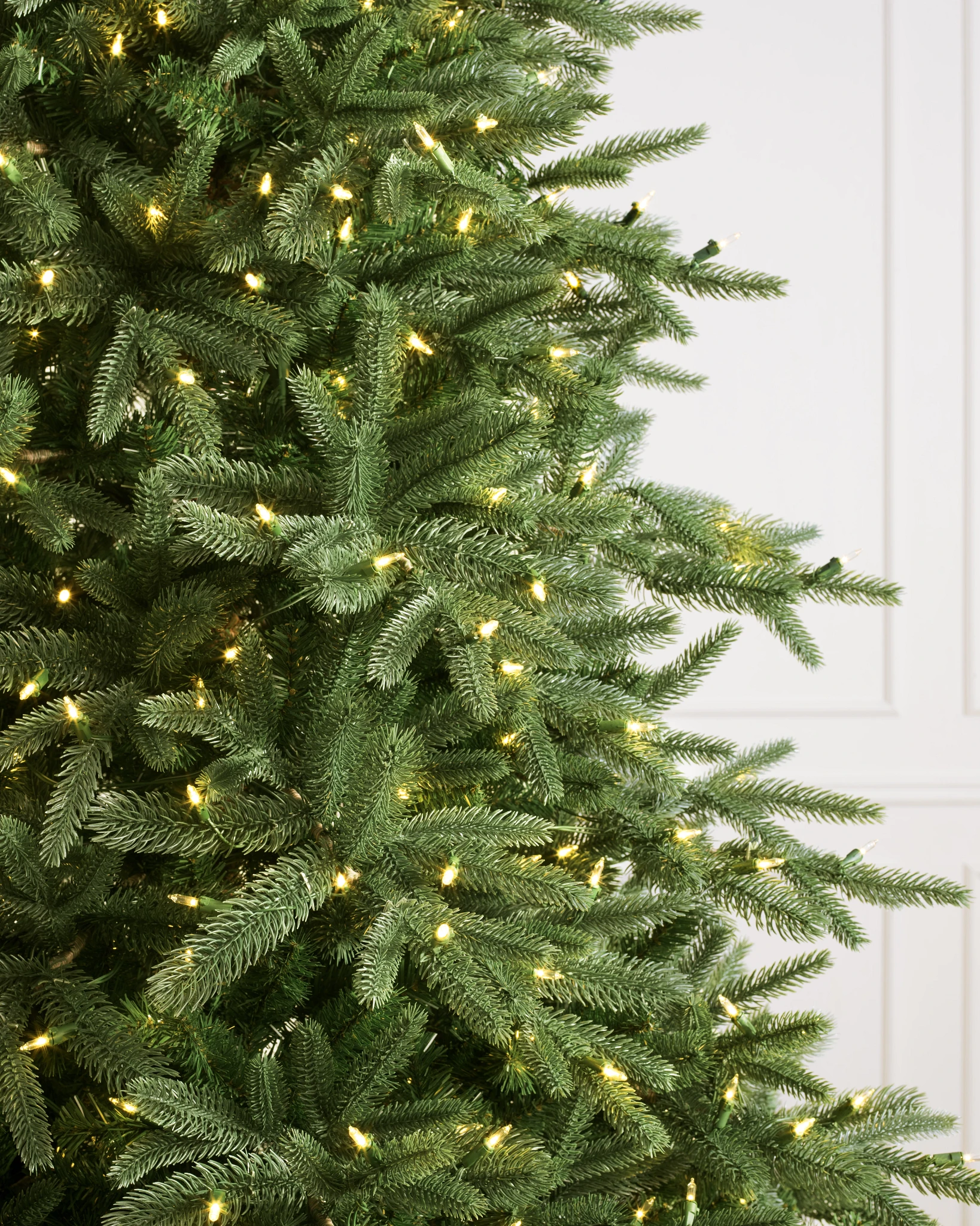 Saratoga Spruce