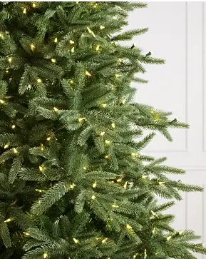 Saratoga Spruce Saratoga Spruce
