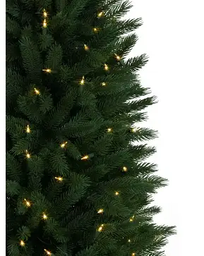 Rutherford Fir Potted Tree Rutherford Fir Potted Tree