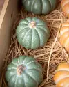 Crate of 12 Mini Pumpkins by Balsam Hill