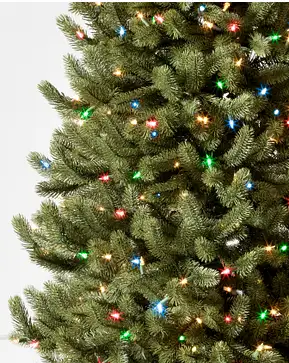 Vermont White Spruce Narrow Vermont White Spruce Narrow