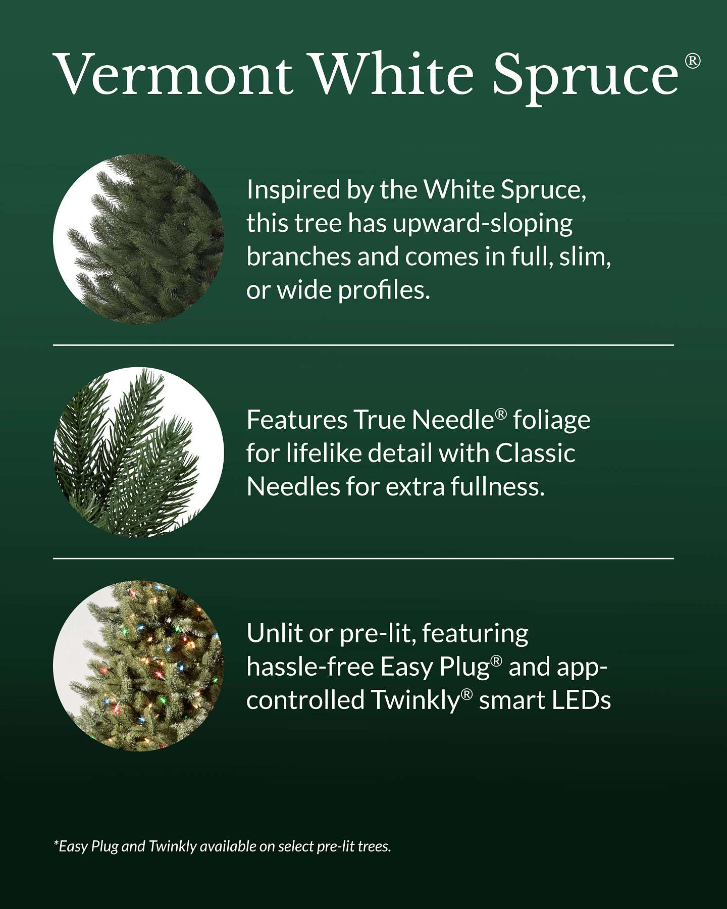 Vermont White Spruce