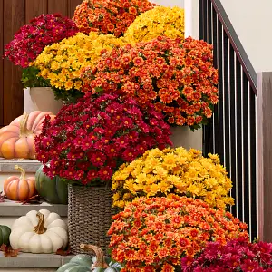Potted Florals