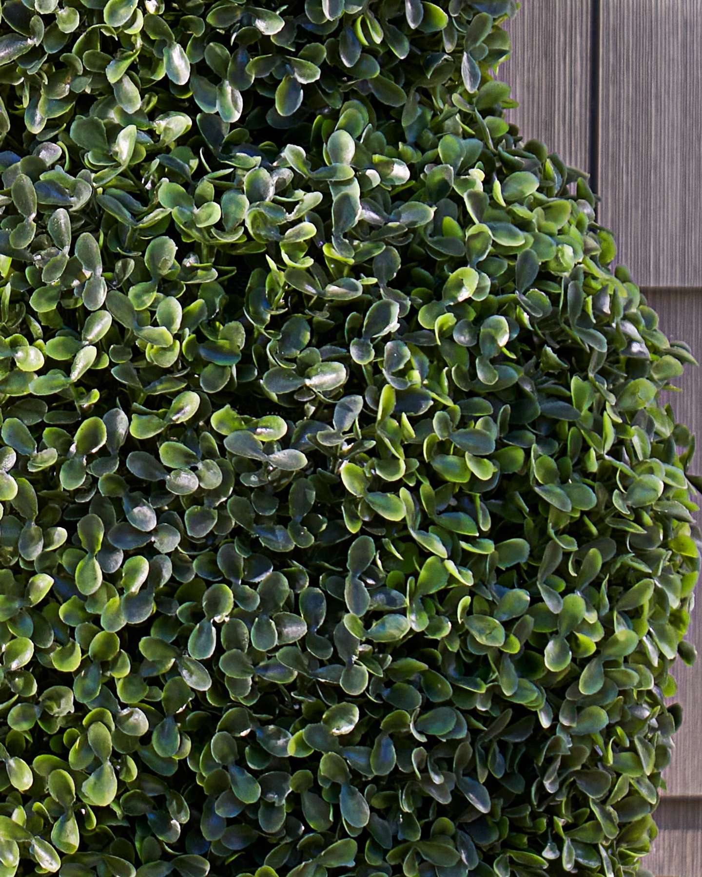Bunny Boxwood Topiaries Set of 2 by Balsam Hill Closeup 20