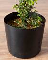 Outdoor Boxwood Topiary by Balsam Hill Stand