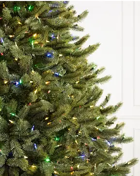 Vermont White Spruce Wide Vermont White Spruce Wide