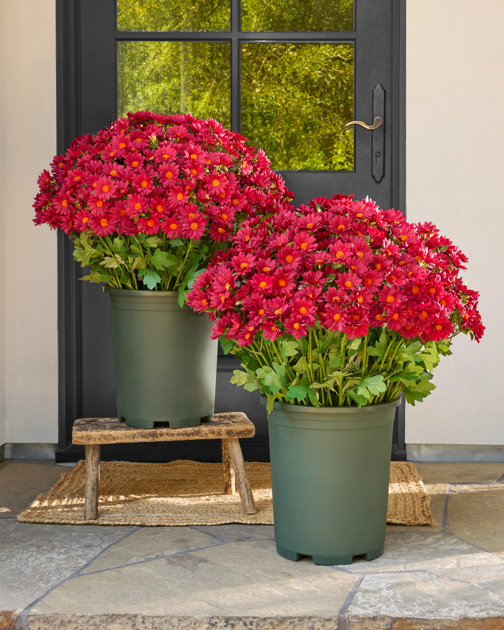 Outdoor Scarlet Sunset Mums Pot Filler Set