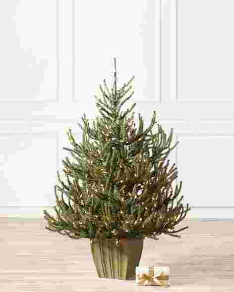 Potted Baby Spruce Tree by Balsam Hill SSC 10