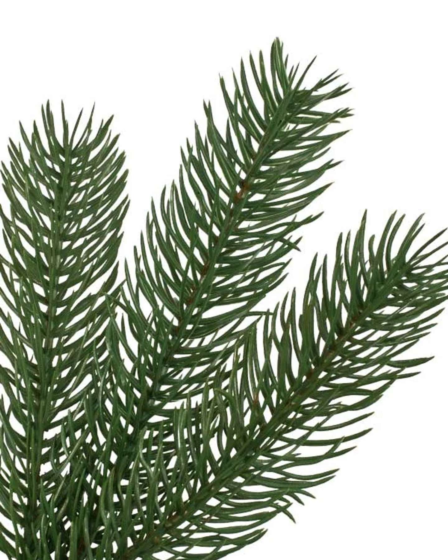 Balsam Hill Woodland Spruce Artificial Christmas Tree Detail