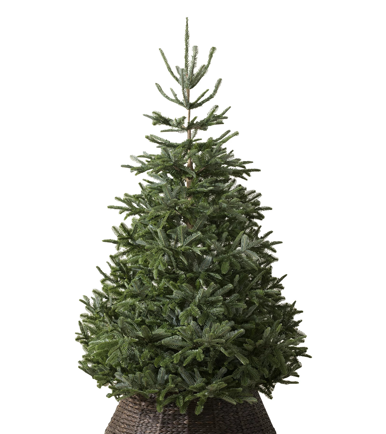 Mont Blanc Artificial Christmas Tree | Balsam Hill Uk