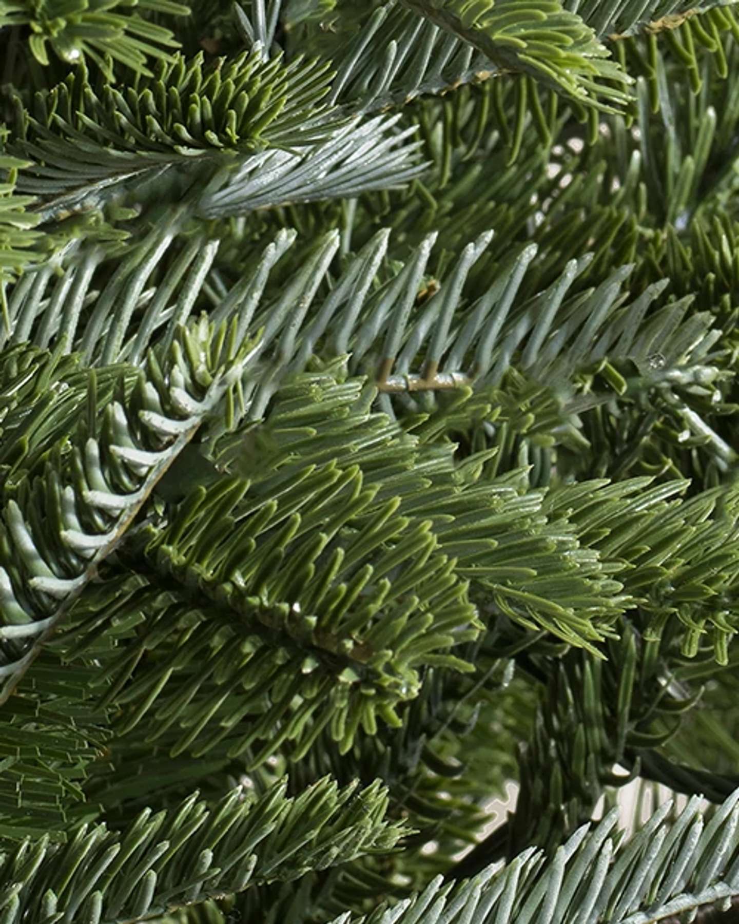 New Nordmann Fir by Balsam Hill Detail