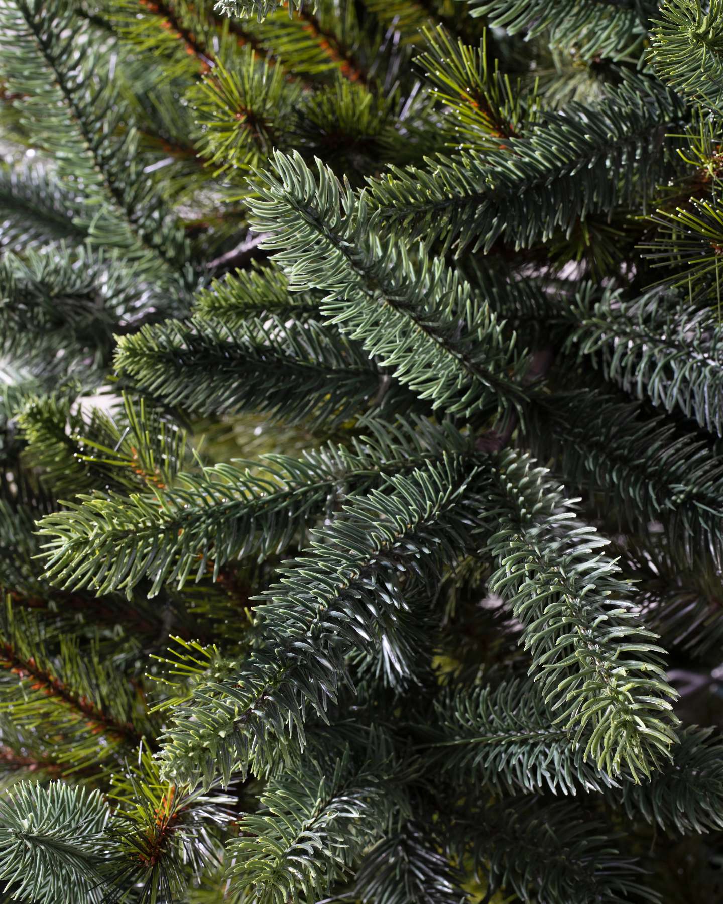 Balsam Hill California Baby Redwood Artificial Christmas Tree Foliage Detail