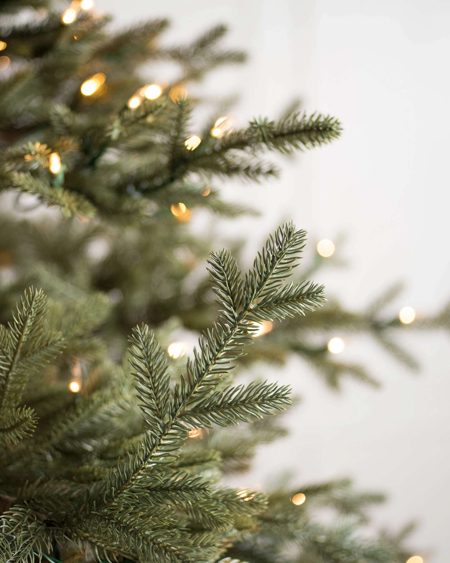 Sugarlands Spruce Wide