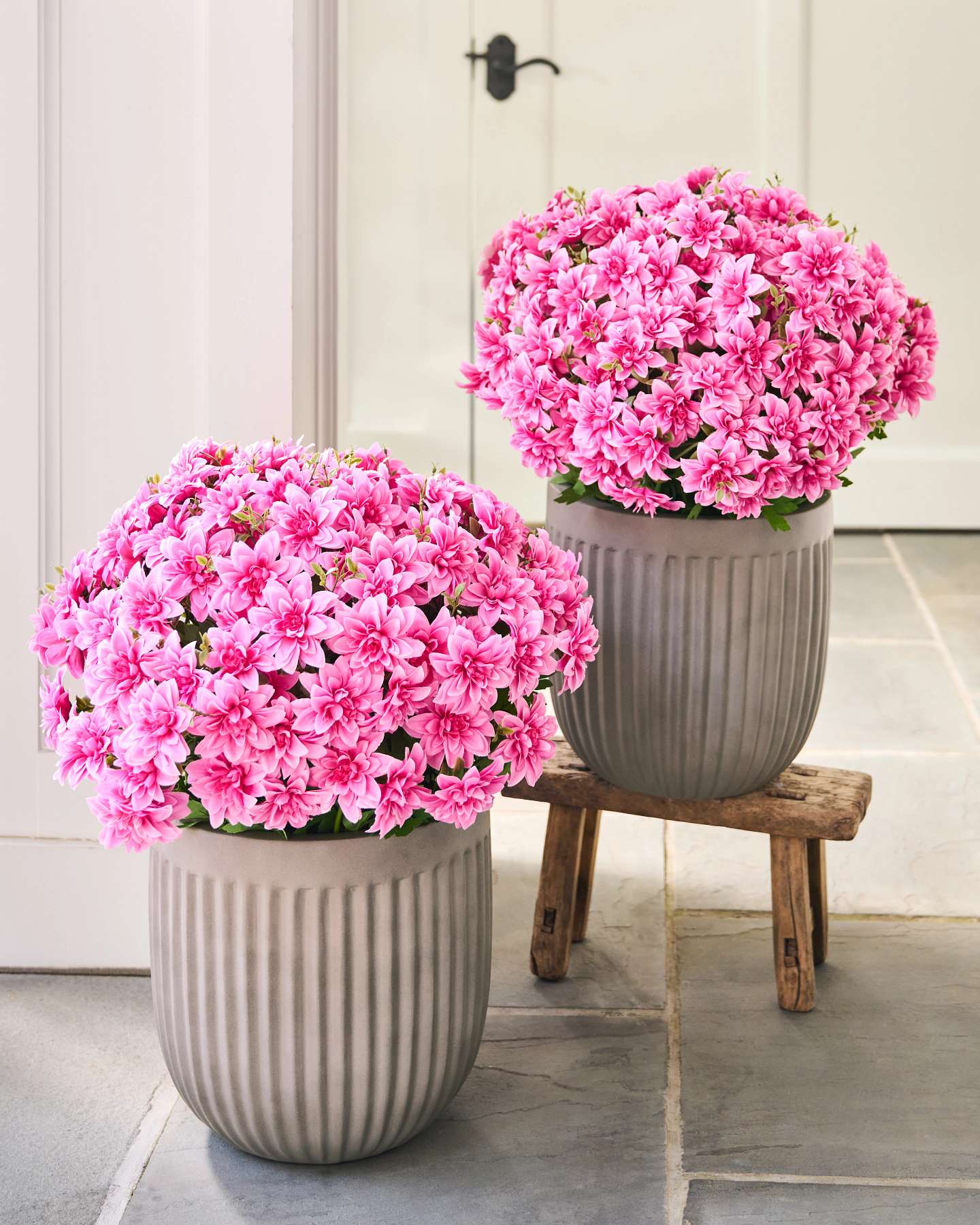 Balsam Hill Outdoor Dahlia Delight Artificial Spring Foliage Lifestyle Display