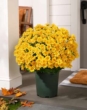 Outdoor Gold Sunset Mums Pot Filler Outdoor Gold Sunset Mums Pot Filler
