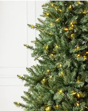 California Fir California Fir