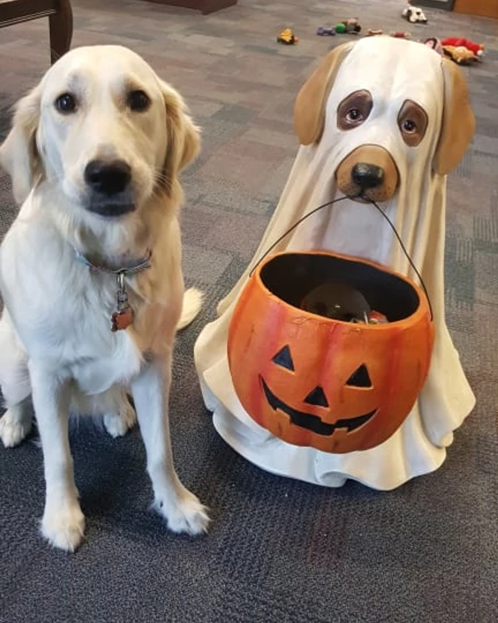 Halloween 2024 dog bowl