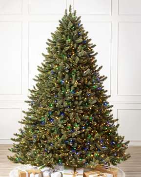 Vermont White Spruce Wide Vermont White Spruce Wide