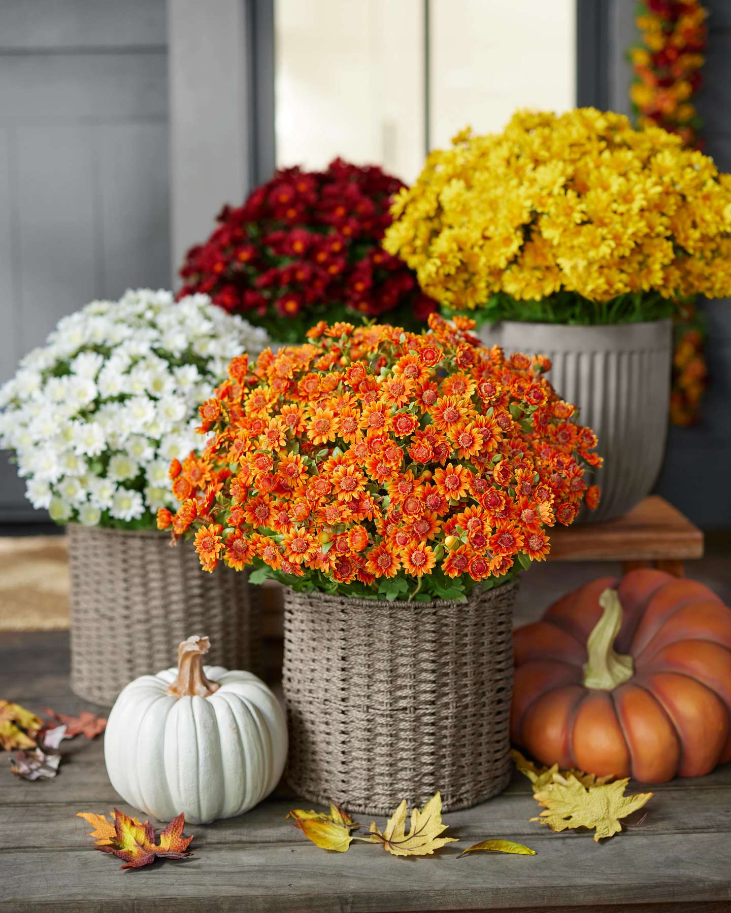 Balsam Hill Outdoor Sunset Mums Artificial Fall Foliage in Warm Autumn Colors