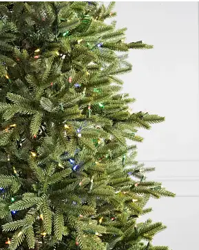BH Norway Spruce BH Norway Spruce